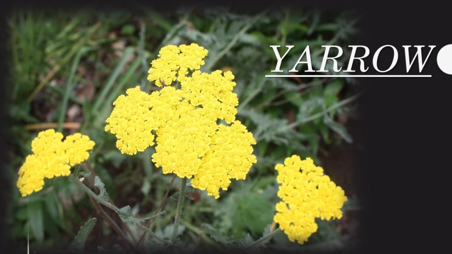 Beware! Yarrow flowers cause&nbsp;sunburns